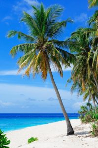 A serene palm-fringed beach symbolizing the ideal location to relax and enjoy the benefits of offshore company formation